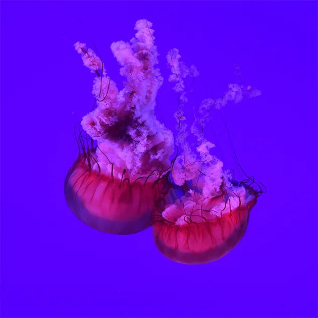 雷竞技